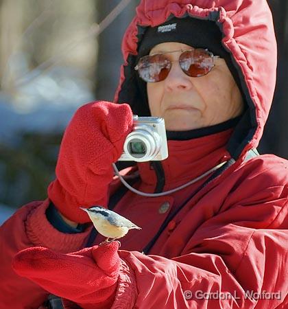 Bird In The Hand_52779.jpg - Red-breasted Nuthatch (Sitta canadensis) photographed at Ottawa, Ontario - the capital of Canada.